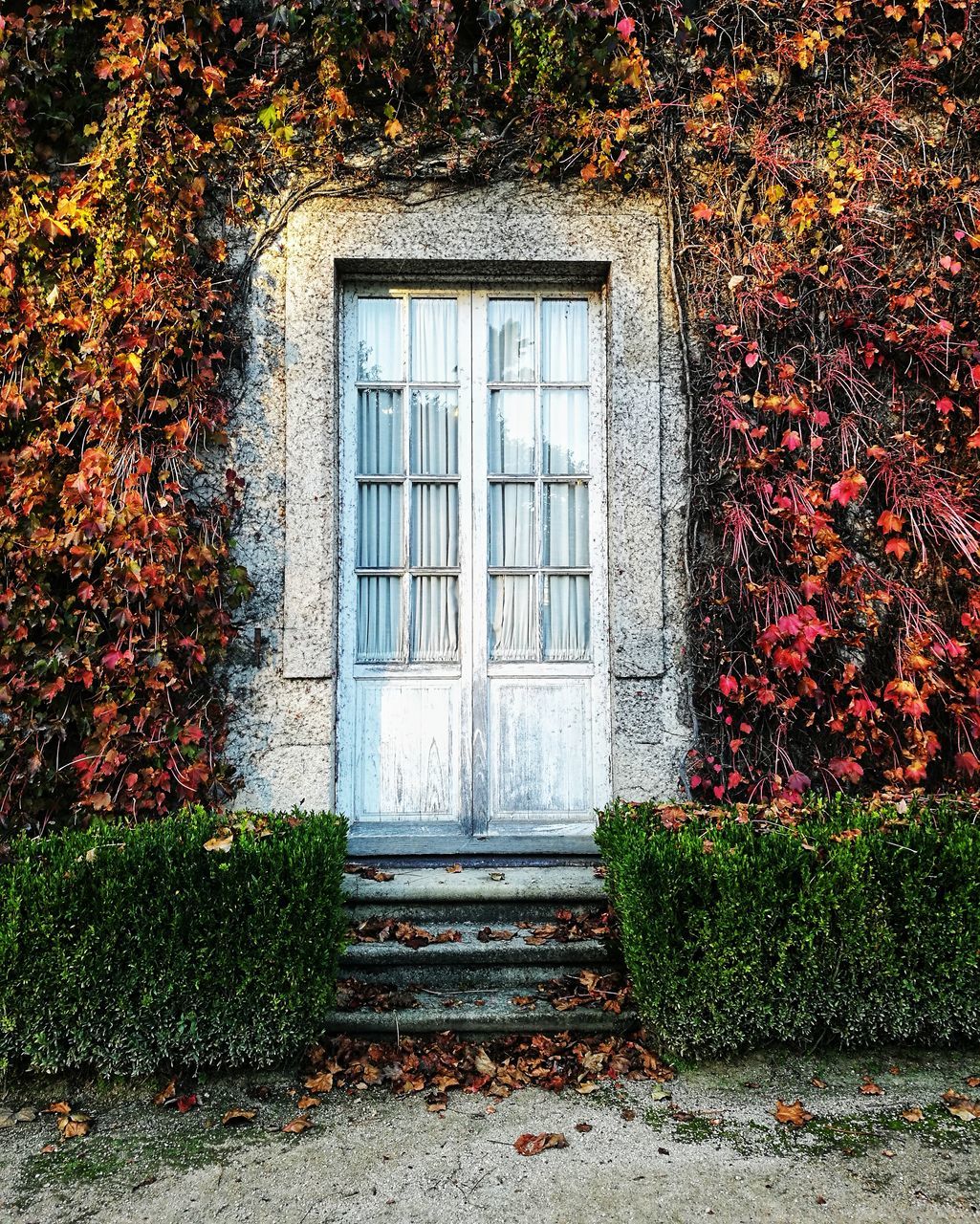 architecture, built structure, building exterior, building, window, plant, entrance, door, autumn, plant part, no people, leaf, day, house, closed, nature, ivy, wall, residential district, outdoors, growth, home, red, wall - building feature, urban area, creeper plant, old, facade