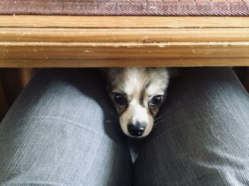 High angle portrait of dog at home