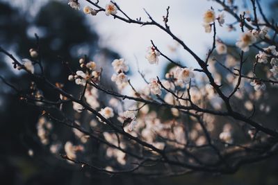 Close-up of cherry blossoms in spring