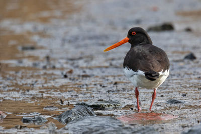 Close-up of oystercatcher on beach in early spring