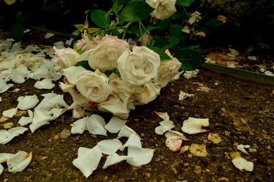 Close-up of white flowers