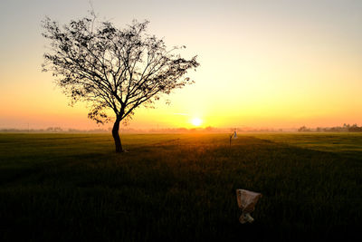 Tree on field against sky during sunset