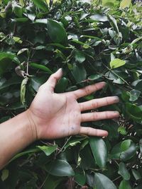 Close-up of hand touching leaves