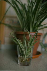 Close-up of potted plant on table