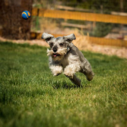 Dog running on field