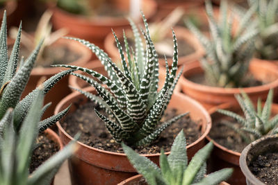 Close-up of succulent plant on field