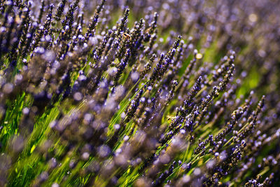 Close-up of purple flowering plants on field