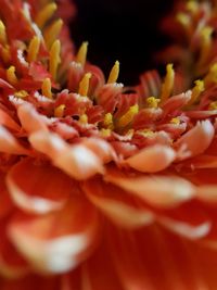 Detail shot of pink flower