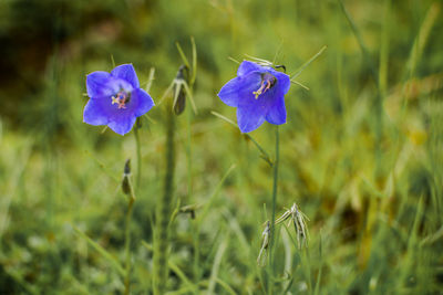 Close-up of purple flowering plant on land