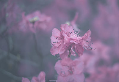 Close-up of pink cherry blossom