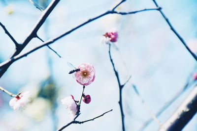 Close-up of pink cherry blossoms in spring