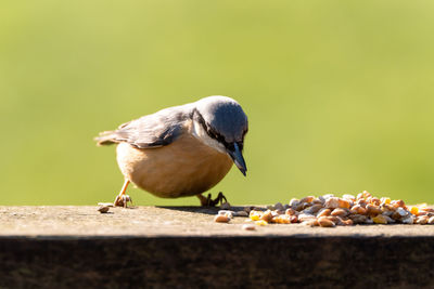 Close-up of bird eating food