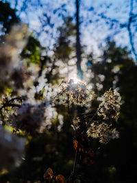 Low angle view of flowering plant against sky