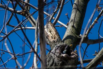 Low angle view of a tree