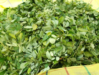 Close-up of fresh green plants