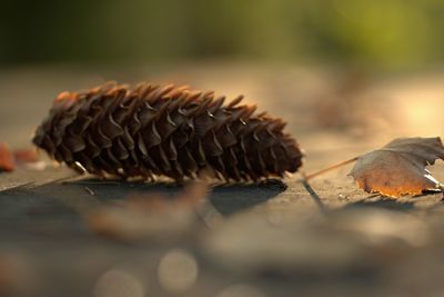 Close-up of insect