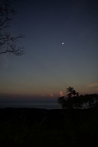 Silhouette tree against sky at night