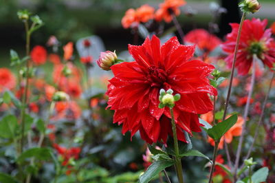 Close-up of red hibiscus blooming outdoors