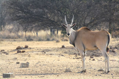 Common eland in south africa