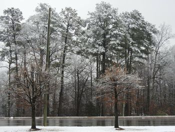 Trees on snow covered landscape