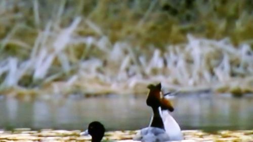 Bird perching on shore against sky