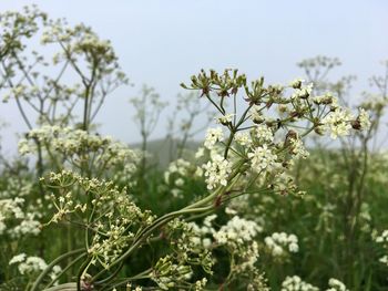 Close-up of white flowering plants on field