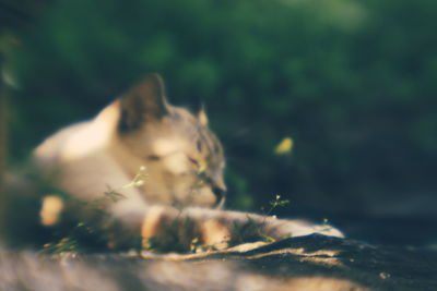 Dog looking away