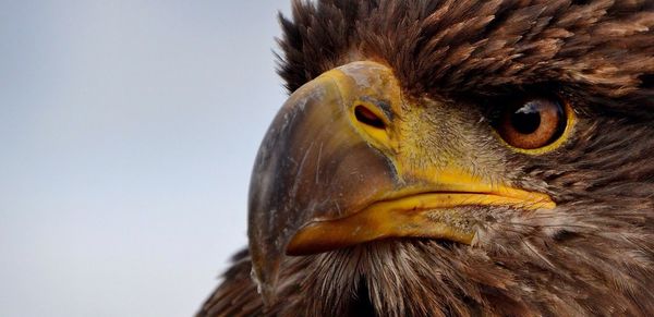 Close-up of a bird