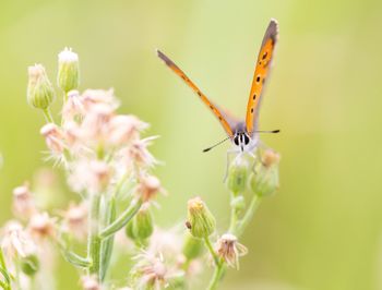 Close-up of insect on flower