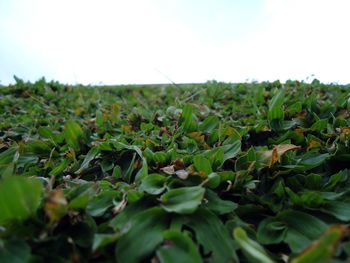 Close-up of plants growing on field against sky
