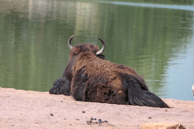 Lion relaxing on a lake