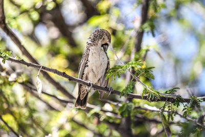 Bird perched on stem