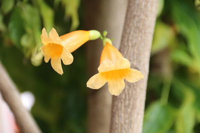 Close-up of yellow flowering plant