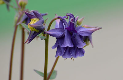 Close-up of purple flowers