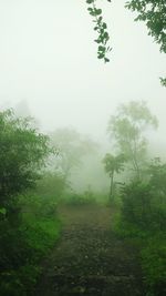 Trees on field against sky during foggy weather