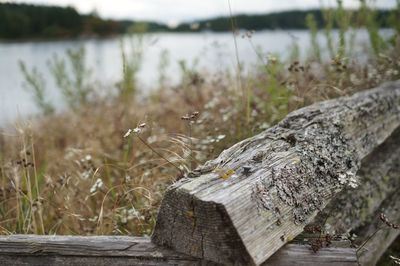 Close-up of bird by lake