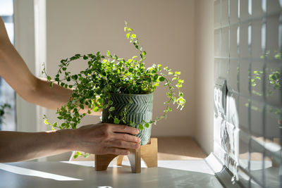 Girl taking care about ficus plant at home, holding houseplant in ceramic pot, touching green leaves