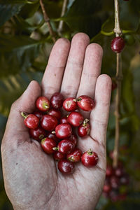 Cropped hand of woman holding fruit