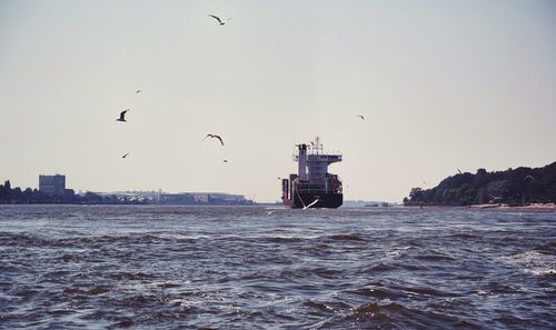 Bird flying over sea