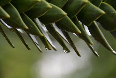 Close-up of water drops on leaves