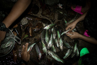 High angle view of woman holding fish