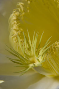 Close-up of yellow flowers