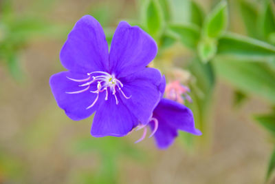 Close-up of flower blooming outdoors