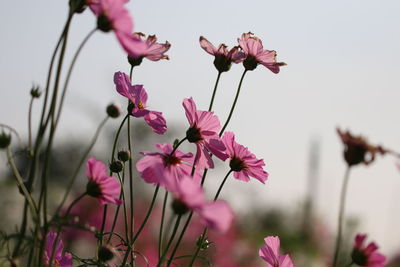 Close-up of red flowering plant against sky