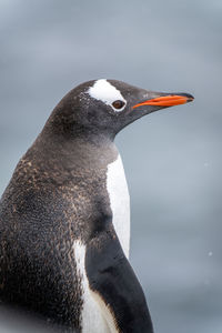 Close-up of gentoo penguin standing in profile