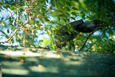 Bird perching on a tree