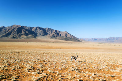 Scenic view of landscape against clear blue sky