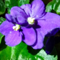 Close-up of purple flowering plant