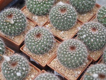 Full frame shot of succulent plants