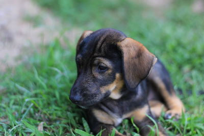 Close-up of a dog looking away